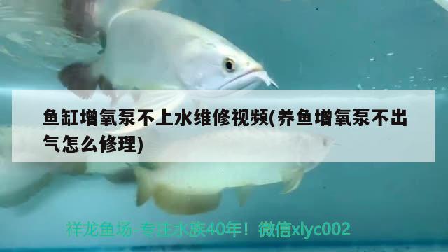 魚缸增氧泵不上水維修視頻(養(yǎng)魚增氧泵不出氣怎么修理) 元寶鳳凰魚專用魚糧