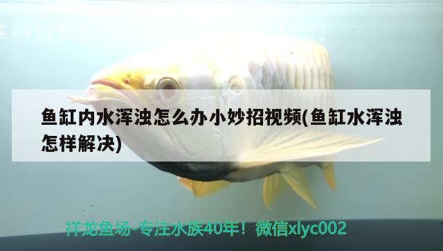 魚缸內(nèi)水渾濁怎么辦小妙招視頻(魚缸水渾濁怎樣解決)