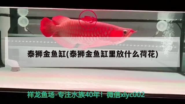 泰獅金魚缸(泰獅金魚缸里放什么荷花)