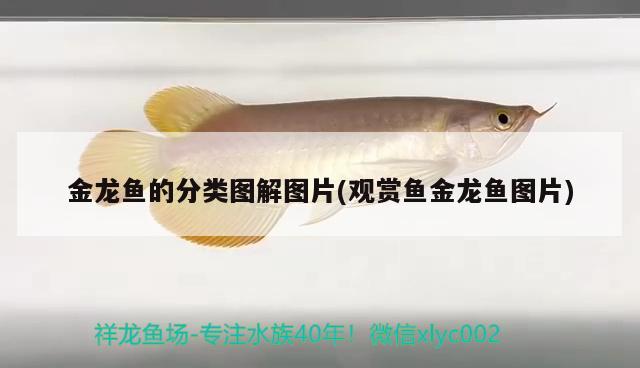 徐州觀賞魚養(yǎng)殖基地電話號碼多少 徐州觀賞魚養(yǎng)殖基地電話號碼多少號 天王紅龍 第2張