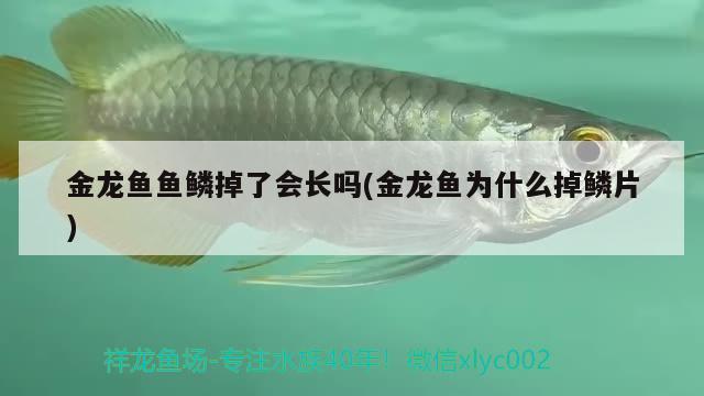 金龍魚魚鱗掉了會(huì)長(zhǎng)嗎(金龍魚為什么掉鱗片) PH調(diào)節(jié)劑