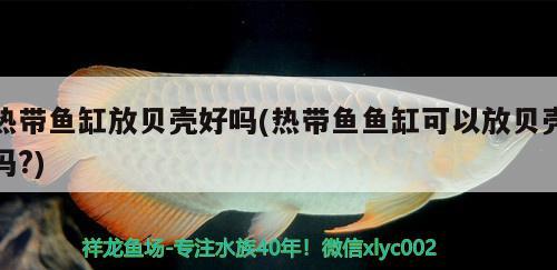 熱帶魚缸放貝殼好嗎(熱帶魚魚缸可以放貝殼嗎?) 祥龍赫舞紅龍魚