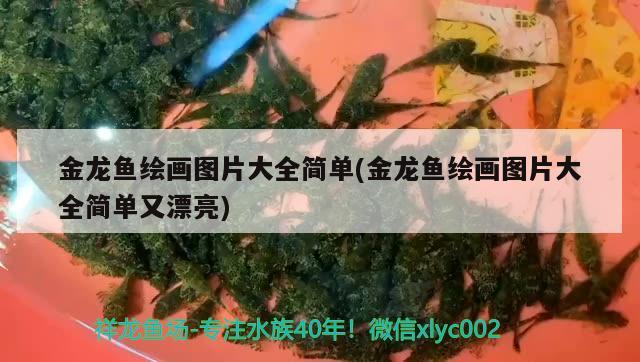 金龍魚繪畫圖片大全簡單(金龍魚繪畫圖片大全簡單又漂亮)