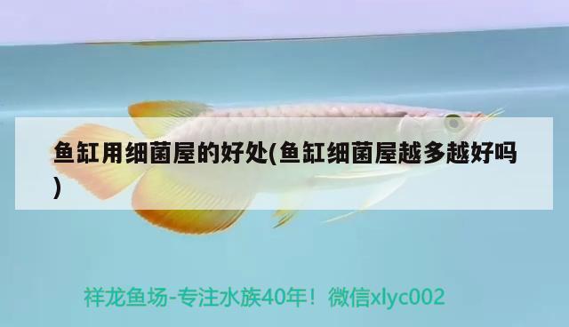 慈鯛藍(lán)色，三湖慈鯛魚