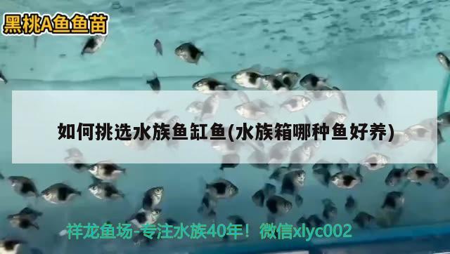 如何挑選水族魚缸魚(水族箱哪種魚好養(yǎng)) 魚缸/水族箱