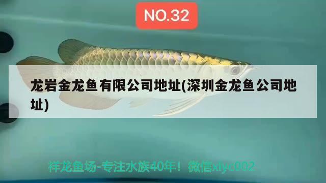 龍巖金龍魚有限公司地址(深圳金龍魚公司地址) 女王大帆魚苗