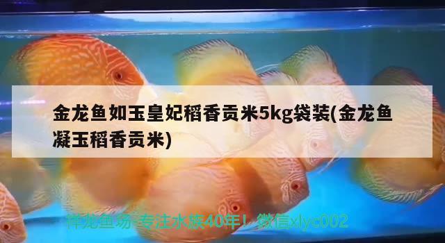 金龍魚如玉皇妃稻香貢米5kg袋裝(金龍魚凝玉稻香貢米) 大白鯊魚苗