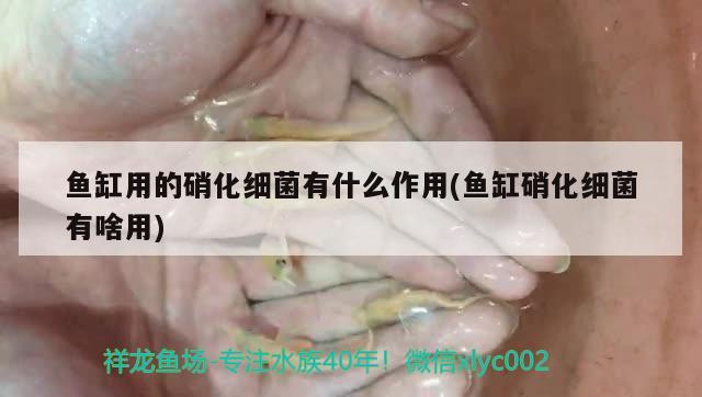 魚缸用的硝化細(xì)菌有什么作用(魚缸硝化細(xì)菌有啥用) 硝化細(xì)菌