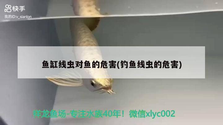 多力跟金龍魚哪個好 多力和金龍魚哪個貴 野生埃及神仙魚