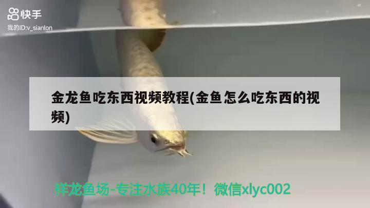 金龍魚吃東西視頻教程(金魚怎么吃東西的視頻) 伊巴卡魚 第2張