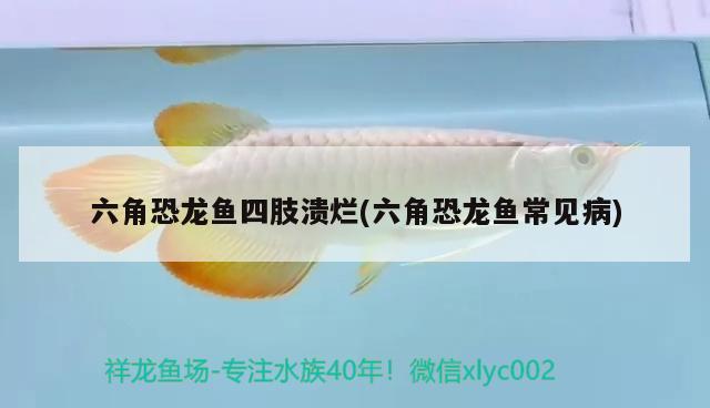 六角恐龍魚四肢潰爛(六角恐龍魚常見病) 噴點(diǎn)菠蘿魚