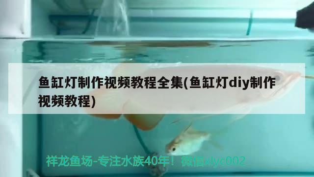 魚缸燈制作視頻教程全集(魚缸燈diy制作視頻教程) 帝王血鉆魚