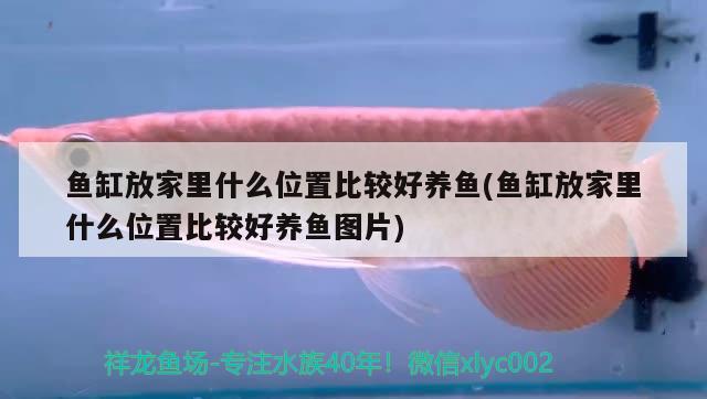 魚(yú)缸放家里什么位置比較好養(yǎng)魚(yú)(魚(yú)缸放家里什么位置比較好養(yǎng)魚(yú)圖片) PH調(diào)節(jié)劑