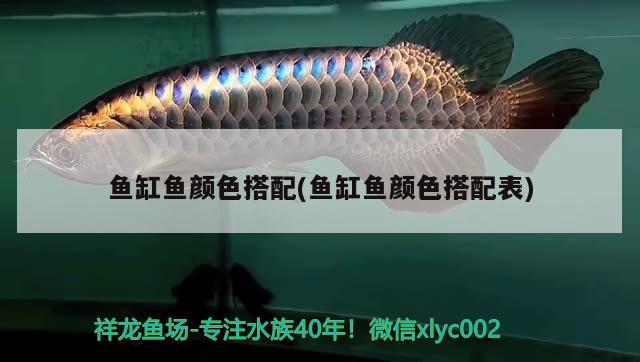 魚缸魚顏色搭配(魚缸魚顏色搭配表) 水族用品