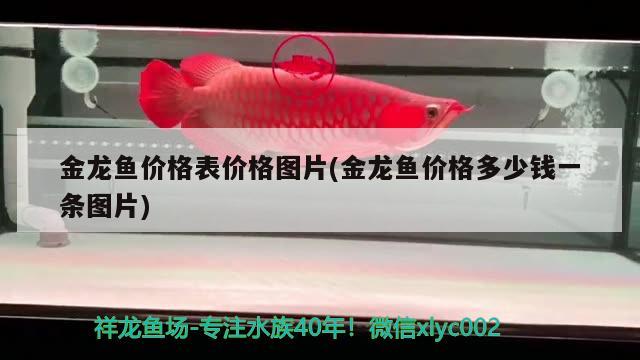 山東名義魚缸廠怎么樣?。ㄟM口亞克力魚缸好不好） 斑馬狗頭魚 第2張