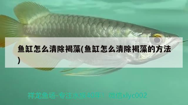 魚(yú)缸怎么清除褐藻(魚(yú)缸怎么清除褐藻的方法)