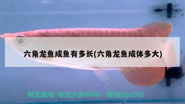 六角龍魚成魚有多長(六角龍魚成體多大) 除藻劑