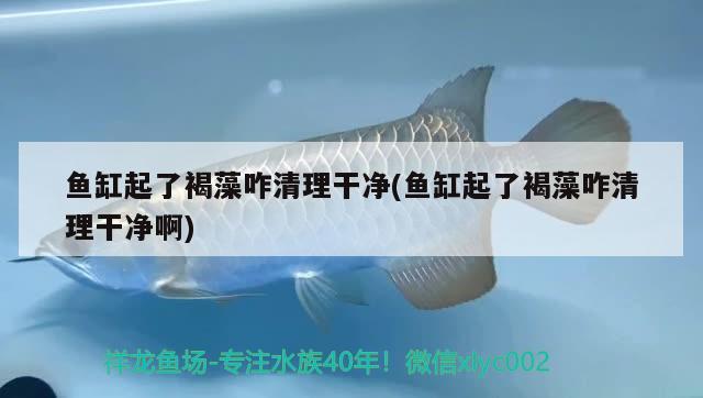 魚缸起了褐藻咋清理干凈(魚缸起了褐藻咋清理干凈啊) 胭脂孔雀龍魚