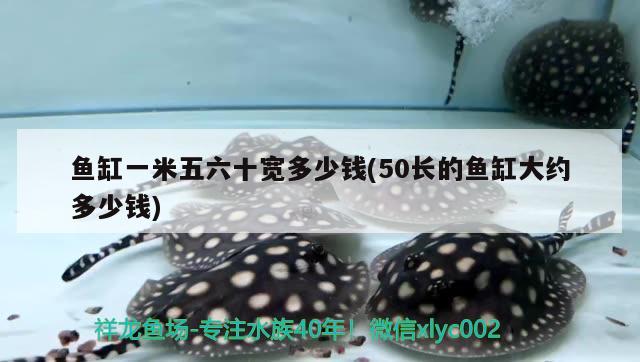 山東名義魚缸廠怎么樣?。ㄟM口亞克力魚缸好不好） 斑馬狗頭魚 第1張