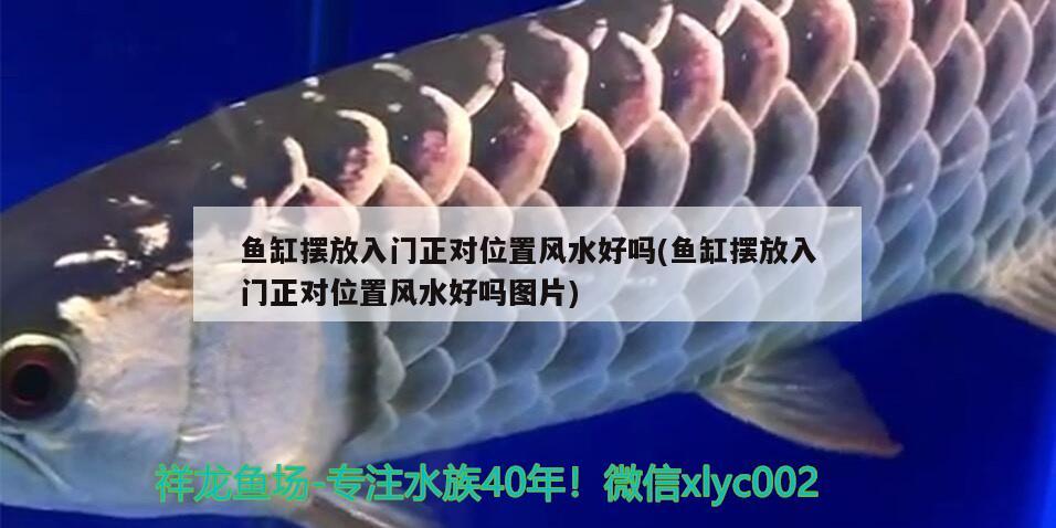 魚(yú)缸擺放入門(mén)正對(duì)位置風(fēng)水好嗎(魚(yú)缸擺放入門(mén)正對(duì)位置風(fēng)水好嗎圖片)