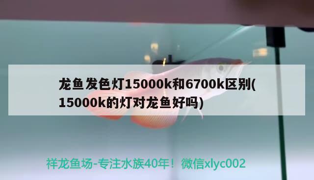 龍魚發(fā)色燈15000k和6700k區(qū)別(15000k的燈對龍魚好嗎) 巴西亞魚