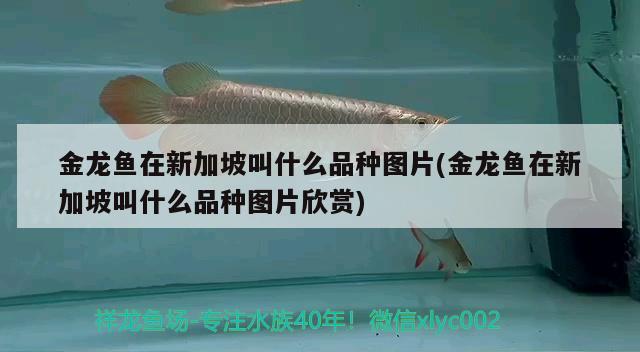 金龍魚在新加坡叫什么品種圖片(金龍魚在新加坡叫什么品種圖片欣賞) 金龍魚糧