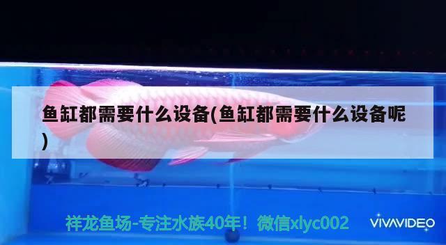 魚缸都需要什么設備(魚缸都需要什么設備呢) 福虎/異型虎魚/純色虎魚