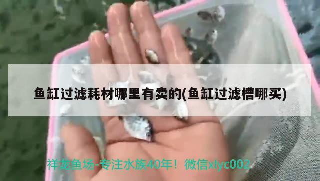 魚缸過濾耗材哪里有賣的(魚缸過濾槽哪買) 翡翠鳳凰魚