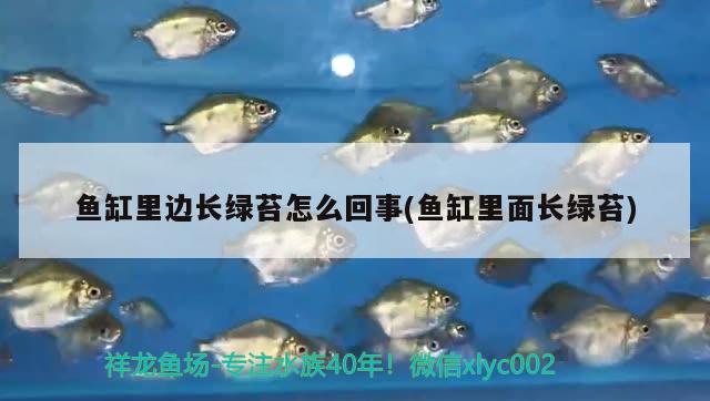 魚缸里邊長(zhǎng)綠苔怎么回事(魚缸里面長(zhǎng)綠苔)