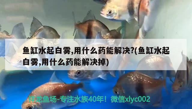 魚缸水起白霧,用什么藥能解決?(魚缸水起白霧,用什么藥能解決掉) 黃金達摩魚