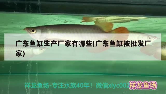 家用小魚缸過濾器怎么用（家用小魚缸過濾器怎么用的） 魚糧魚藥