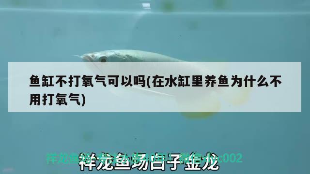 魚缸不打氧氣可以嗎(在水缸里養(yǎng)魚為什么不用打氧氣) 元寶鳳凰魚