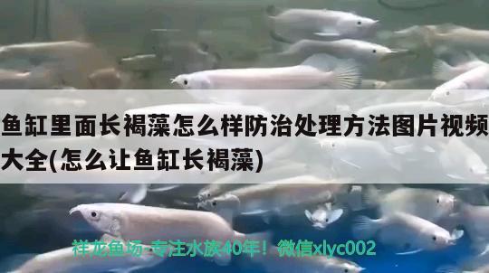 魚缸里面長褐藻怎么樣防治處理方法圖片視頻大全(怎么讓魚缸長褐藻) 非洲金鼓魚