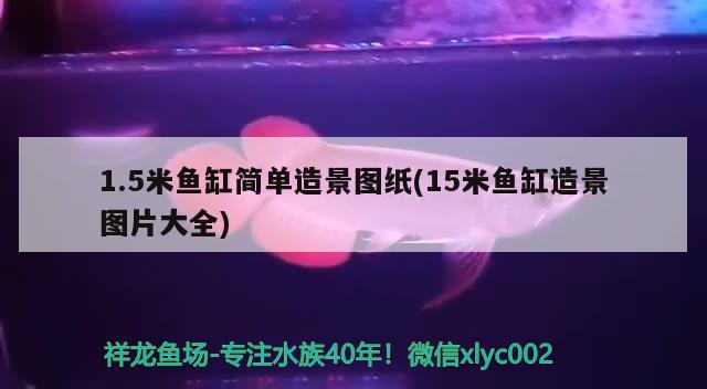 1.5米魚缸簡單造景圖紙(15米魚缸造景圖片大全) 新加坡號半紅龍魚（練手級紅龍魚） 第2張