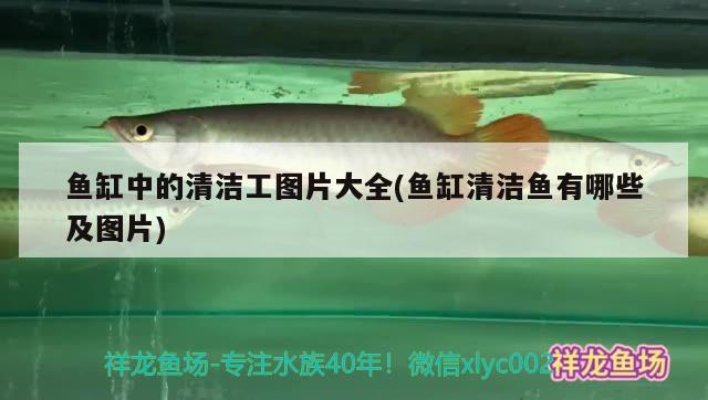 魚缸中的清潔工圖片大全(魚缸清潔魚有哪些及圖片) 銀河星鉆魚