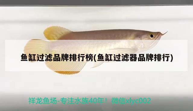 魚(yú)缸的上循環(huán)和下循環(huán)是什么意思？怎么使用？怎么操作，珂莉安雙面魚(yú)缸下循環(huán)和下循環(huán)魚(yú)缸怎么使用循環(huán)魚(yú)缸 哥倫比亞巨暴魚(yú)苗 第2張