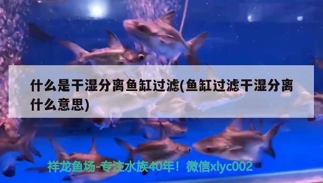 什么是干濕分離魚缸過濾(魚缸過濾干濕分離什么意思) 狗仔（招財(cái)貓)魚苗