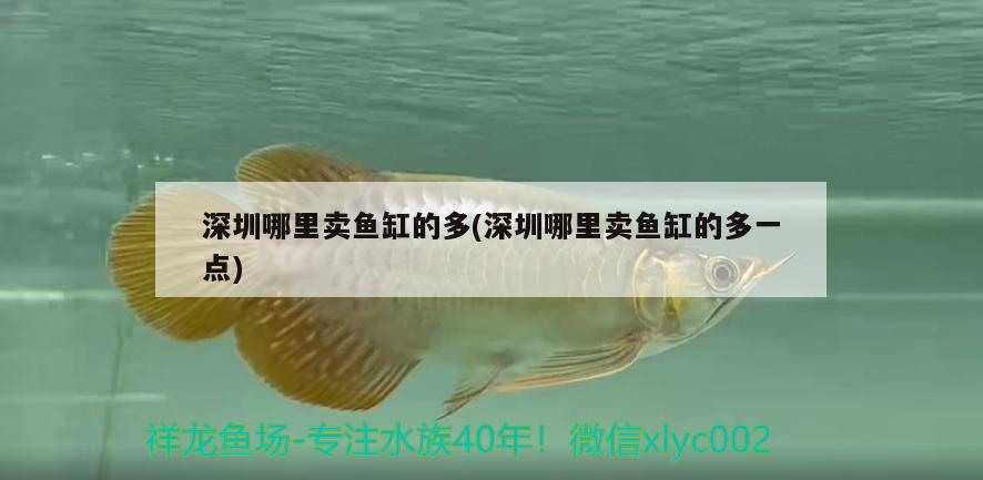 深圳哪里賣魚(yú)缸的多(深圳哪里賣魚(yú)缸的多一點(diǎn)) 印尼虎苗