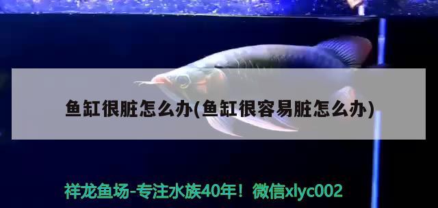 魚缸很臟怎么辦(魚缸很容易臟怎么辦) 三間鼠魚苗