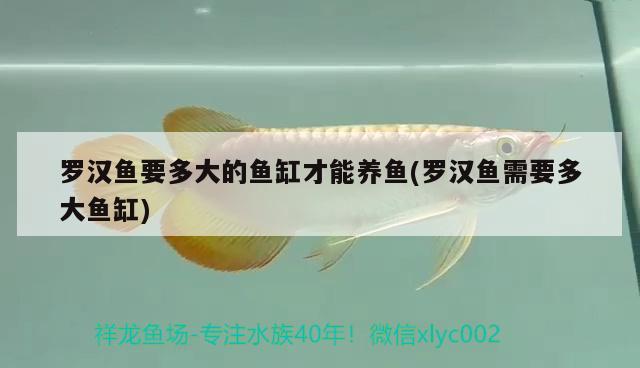 羅漢魚要多大的魚缸才能養(yǎng)魚(羅漢魚需要多大魚缸) 羅漢魚