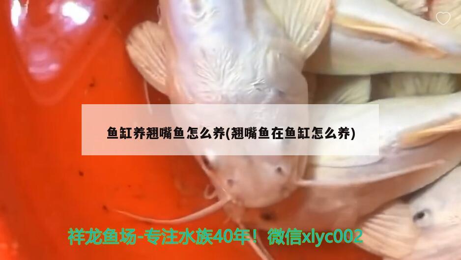 魚缸養(yǎng)翹嘴魚怎么養(yǎng)(翹嘴魚在魚缸怎么養(yǎng))