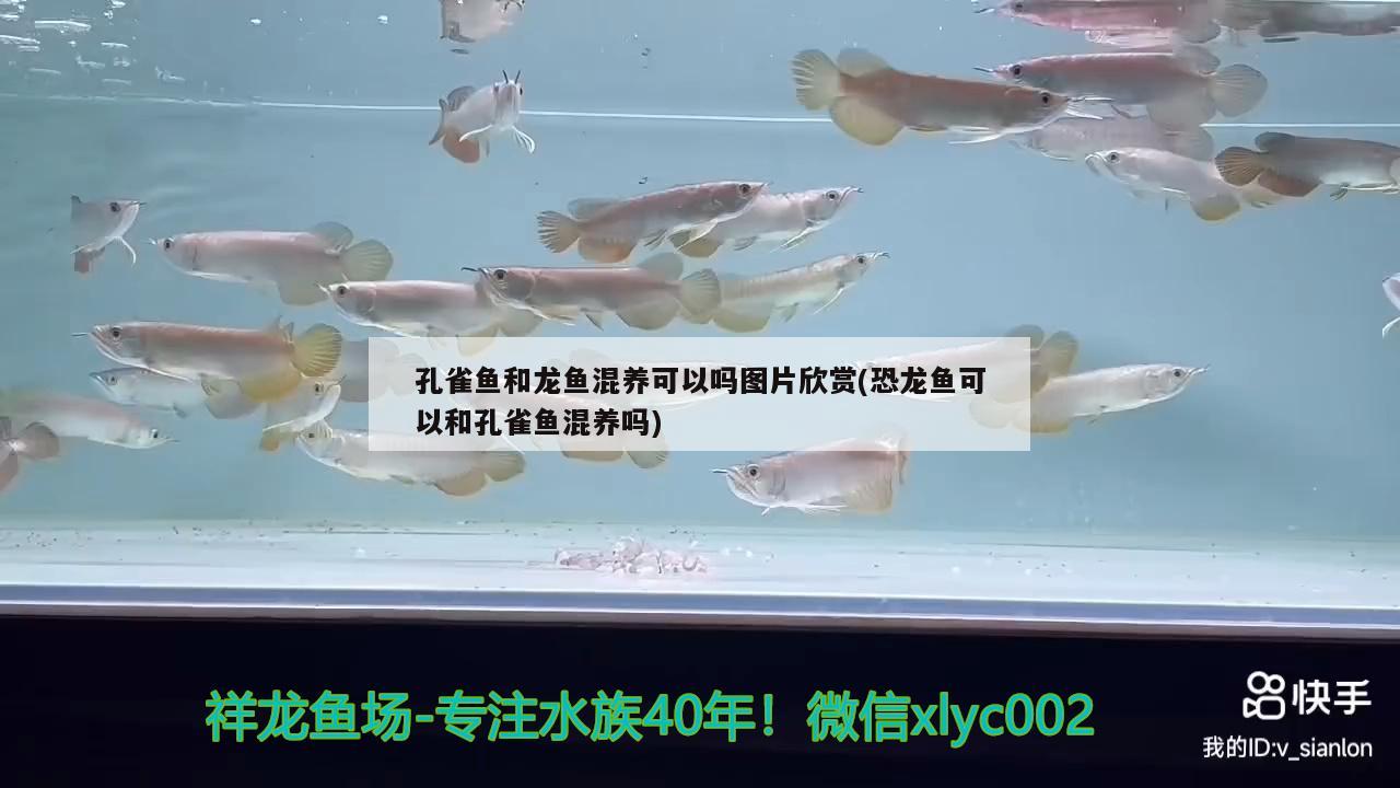 孔雀魚和龍魚混養(yǎng)可以嗎圖片欣賞(恐龍魚可以和孔雀魚混養(yǎng)嗎) 白子金龍魚