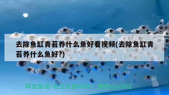 去除魚缸青苔養(yǎng)什么魚好看視頻(去除魚缸青苔養(yǎng)什么魚好?) 白子黃化銀龍魚