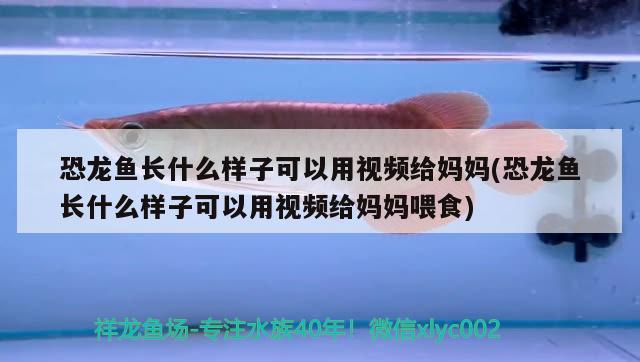 名貴淡水觀賞魚(yú)品種大全圖：名貴淡水魚(yú)類(lèi)大全名稱(chēng)圖片