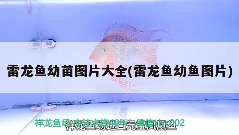 雷龍魚幼苗圖片大全(雷龍魚幼魚圖片) 黃金夢幻雷龍魚