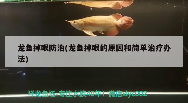 龍魚掉眼防治(龍魚掉眼的原因和簡(jiǎn)單治療辦法) 觀賞魚市場(chǎng)