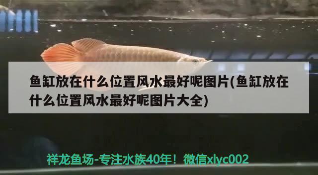 魚缸放在什么位置風水最好呢圖片(魚缸放在什么位置風水最好呢圖片大全) 魚缸風水