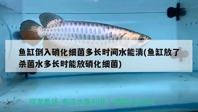 魚缸倒入硝化細菌多長時間水能清(魚缸放了殺菌水多長時能放硝化細菌) 硝化細菌