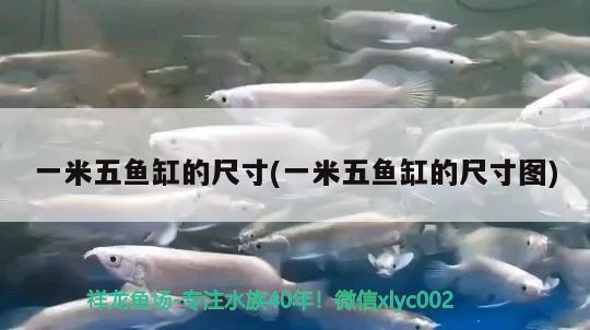 一米五魚缸的尺寸(一米五魚缸的尺寸圖) 鴨嘴鯊魚