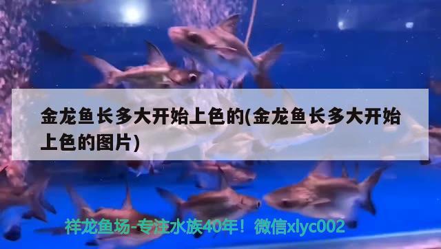 金龍魚長(zhǎng)多大開(kāi)始上色的(金龍魚長(zhǎng)多大開(kāi)始上色的圖片) 申古三間魚